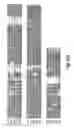 Fig. 08 - COMPOSITIONS AND METHODS FOR MODULATION OF PLANT CELL DIVISION