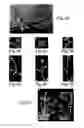 Fig. 09 - COMPOSITIONS AND METHODS FOR MODULATION OF PLANT CELL DIVISION