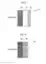 Fig. 07 - LIGHT SOURCE APPARATUS AND PROJECTION DISPLAY APPARATUS