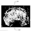 Fig. 01 - Auto-scaling of parametric images