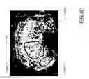 Fig. 09 - Auto-scaling of parametric images