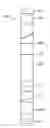 Fig. 01 - Immunoassay test strip for use in a diagnostic system