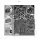 Fig. 02 - Method for storing hydrogen in a porous monolithic material, composite material obtained, and applications