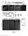 Fig. 02 - SHH Regulation and Methods Thereof