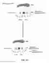 Fig. 49 - SHH Regulation and Methods Thereof