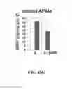 Fig. 72 - SHH Regulation and Methods Thereof