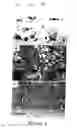 Fig. 06 - PERIVASCULAR MESENCHYMAL PRECURSOR CELLS