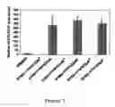 Fig. 08 - PERIVASCULAR MESENCHYMAL PRECURSOR CELLS