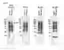 Fig. 08 - Antibodies that specifically bind to A beta oligomers and use thereof