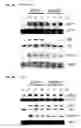 Fig. 08 - Insulin-like growth factor signaling and integrin