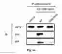 Fig. 09 - Insulin-like growth factor signaling and integrin