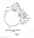Fig. 02 - Antagonists of PCSK9