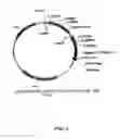 Fig. 02 - ANTAGONISTS OF PCSK9