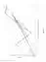 Fig. 06 - HLA-binding peptides derived from prostate-associated antigenic molecules and methods of use thereof