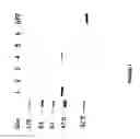 Fig. 02 - USE OF PROTEINS AND PEPTIDES ENCODED BY THE GENOME OF A NOVEL SARS-ASSOCIATED CORONAVIRUS STRAIN