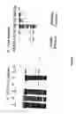 Fig. 07 - USE OF PROTEINS AND PEPTIDES ENCODED BY THE GENOME OF A NOVEL SARS-ASSOCIATED CORONAVIRUS STRAIN