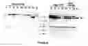 Fig. 97 - USE OF PROTEINS AND PEPTIDES ENCODED BY THE GENOME OF A NOVEL SARS-ASSOCIATED CORONAVIRUS STRAIN