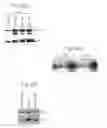 Fig. 07 - Cytotoxic agents