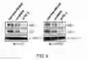 Fig. 04 - Cell proliferation inhibitor