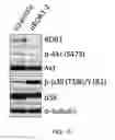 Fig. 16 - Cell proliferation inhibitor