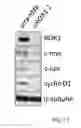 Fig. 18 - Cell proliferation inhibitor