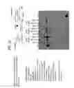 Fig. 35 - Recombinase polymerase amplification