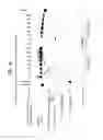Fig. 41 - Recombinase polymerase amplification
