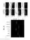 Fig. 43 - Recombinase polymerase amplification