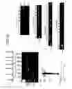 Fig. 44 - Recombinase polymerase amplification