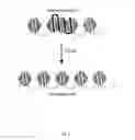 Fig. 02 - Detection of RNA-interacting regions in DNA