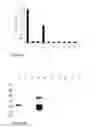Fig. 04 - Equine parasite detection