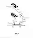Fig. 04 - Antibody cocktail