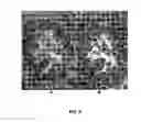 Fig. 06 - Antibody cocktail