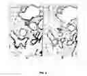 Fig. 07 - Antibody cocktail