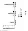 Fig. 16 - Neuropeptide release assay for sodium channels