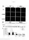 Fig. 08 - Methods For Modulating The Development Of Dopamine Neuron By The Dopamine D2 Receptor And Compositions Thereof