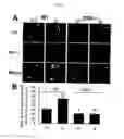 Fig. 09 - Methods For Modulating The Development Of Dopamine Neuron By The Dopamine D2 Receptor And Compositions Thereof