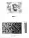 Fig. 10 - METHODS FOR IN VITRO CANCER CELL DETECTION, DIAGNOSIS AND THERAPY USING MULTIDOMAIN BIOTAGS