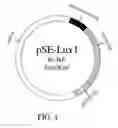 Fig. 07 - Method for tracing gram-negative bacteria inside animal model using stable and bioluminescence-based expression system therefor