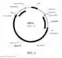 Fig. 09 - MANIPULATION OF GENES OF THE MEVALONATE AND ISOPRENOID PATHWAYS TO CREATE NOVEL TRAITS IN TRANSGENIC ORGANISMS