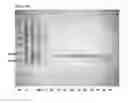 Fig. 06 - Basic protein purification tags from thermophilic bacteria
