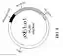 Fig. 07 - Method for tracing gram-negative bacteria inside animal model using stable and bioluminescence-based expression system therefor