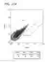 Fig. 22 - Ex host maturation of germline stem cells