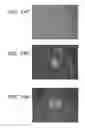 Fig. 28 - Ex host maturation of germline stem cells