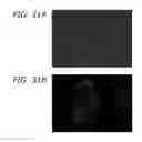 Fig. 45 - Ex host maturation of germline stem cells