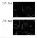 Fig. 46 - Ex host maturation of germline stem cells