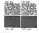 Fig. 53 - Ex host maturation of germline stem cells