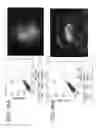 Fig. 63 - Ex host maturation of germline stem cells