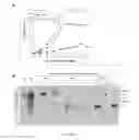 Fig. 07 - Compositions containing HC-HA complex and methods of use thereof