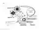 Fig. 02 - METHODS AND COMPOSITIONS FOR DETECTING AND TREATING INFLAMMATORY DISEASE